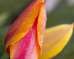 Preview wallpaper tulip, bud, flower, drops, macro