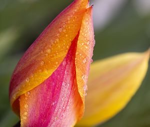 Preview wallpaper tulip, bud, flower, drops, macro