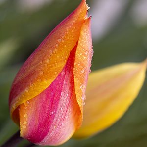 Preview wallpaper tulip, bud, flower, drops, macro