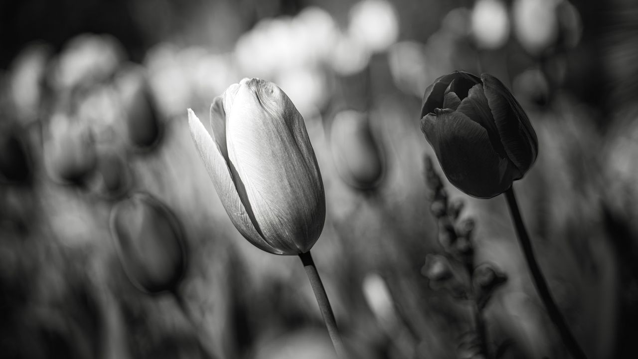 Wallpaper tulip, bud, flower, macro, black and white