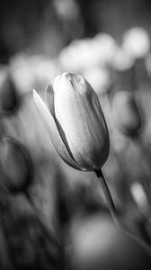 Preview wallpaper tulip, bud, flower, macro, black and white