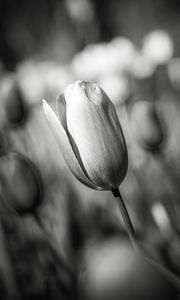 Preview wallpaper tulip, bud, flower, macro, black and white