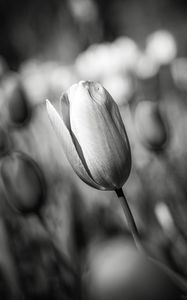 Preview wallpaper tulip, bud, flower, macro, black and white