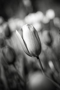 Preview wallpaper tulip, bud, flower, macro, black and white