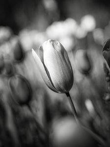 Preview wallpaper tulip, bud, flower, macro, black and white