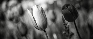 Preview wallpaper tulip, bud, flower, macro, black and white