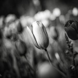 Preview wallpaper tulip, bud, flower, macro, black and white