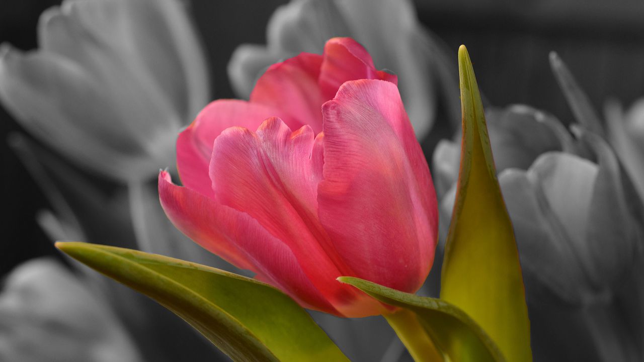 Wallpaper tulip, bud, petals