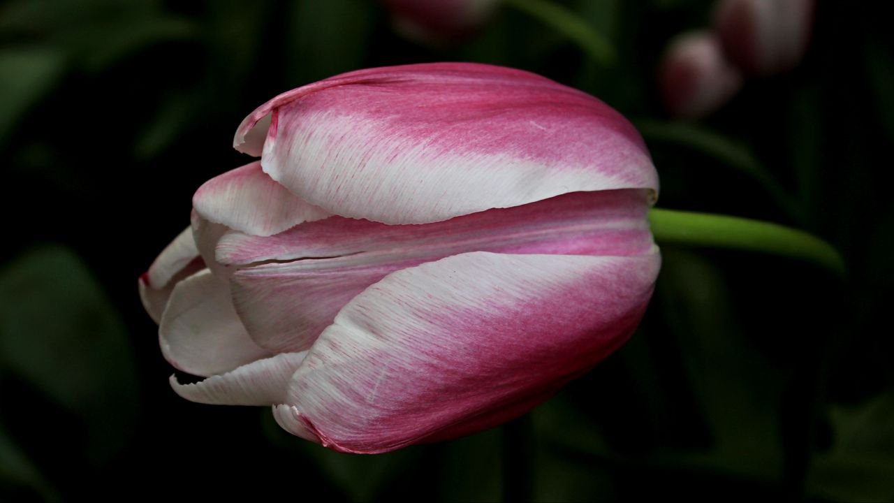 Wallpaper tulip, bud, petals, spots