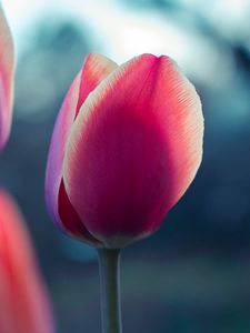 Preview wallpaper tulip, bud, petals
