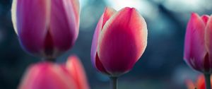 Preview wallpaper tulip, bud, petals