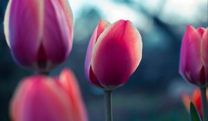 Preview wallpaper tulip, bud, petals