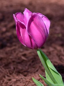 Preview wallpaper tulip, bud, petals, flower, pink