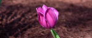 Preview wallpaper tulip, bud, petals, flower, pink