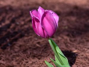 Preview wallpaper tulip, bud, petals, flower, pink