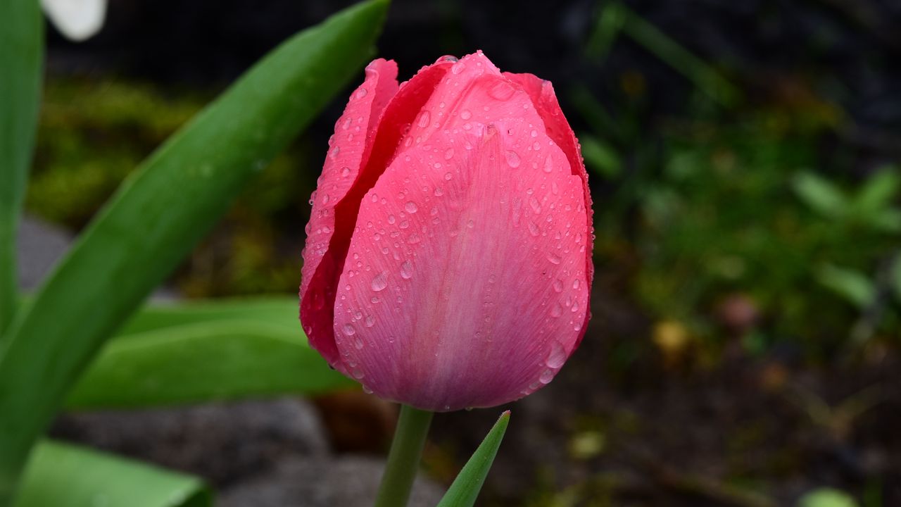 Wallpaper tulip, bud, pink, drops, dew, macro