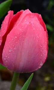 Preview wallpaper tulip, bud, pink, drops, dew, macro