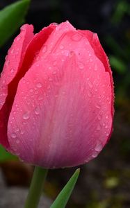 Preview wallpaper tulip, bud, pink, drops, dew, macro