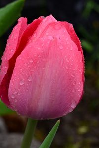 Preview wallpaper tulip, bud, pink, drops, dew, macro