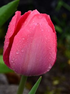 Preview wallpaper tulip, bud, pink, drops, dew, macro