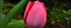 Preview wallpaper tulip, bud, pink, drops, dew, macro