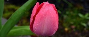 Preview wallpaper tulip, bud, pink, drops, dew, macro