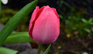 Preview wallpaper tulip, bud, pink, drops, dew, macro