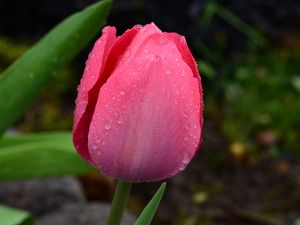 Preview wallpaper tulip, bud, pink, drops, dew, macro