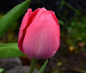 Preview wallpaper tulip, bud, pink, drops, dew, macro