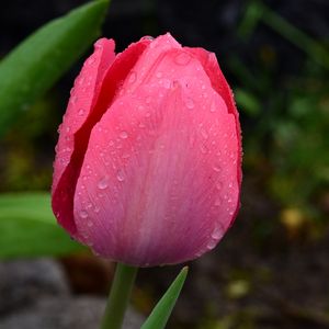 Preview wallpaper tulip, bud, pink, drops, dew, macro