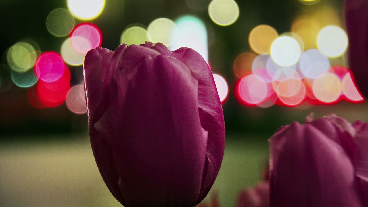 Wallpaper tulip, bud, pink, flowers