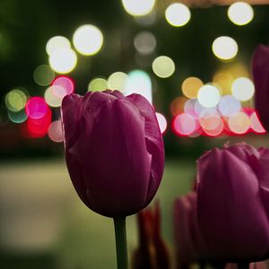 Preview wallpaper tulip, bud, pink, flowers