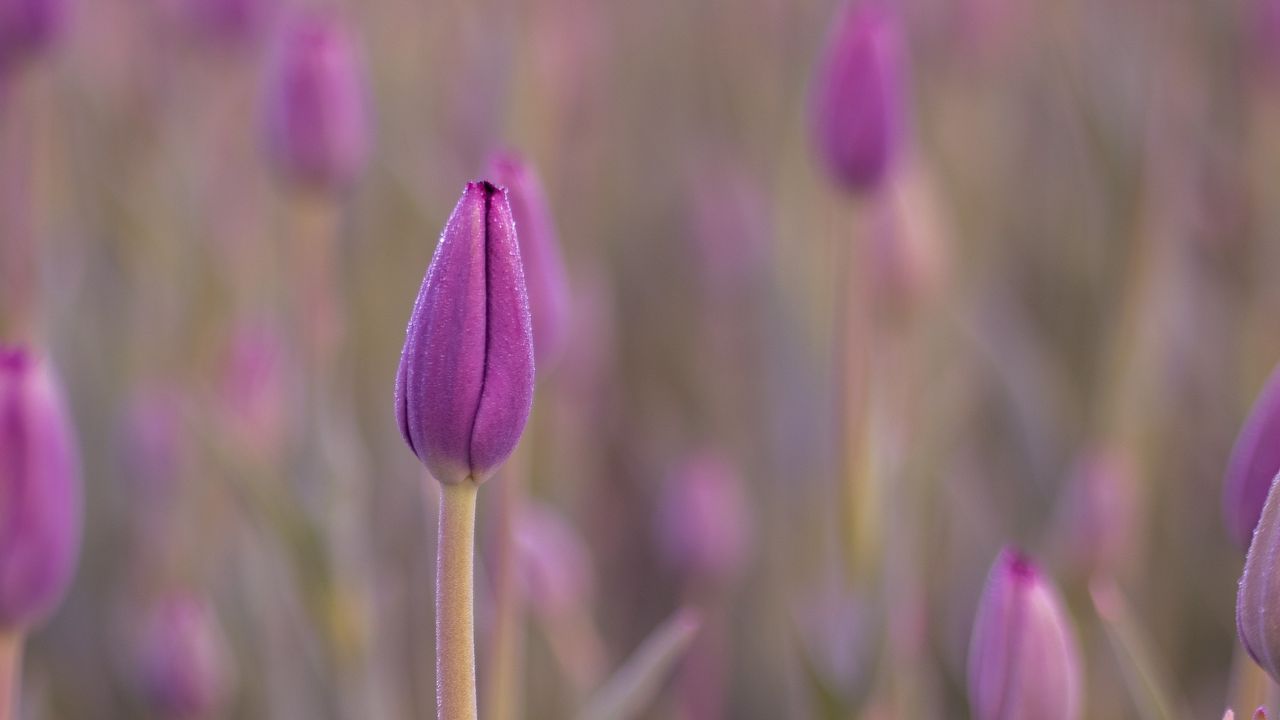 Wallpaper tulip, bud, purple, flower, dew, wet