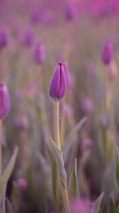 Preview wallpaper tulip, bud, purple, flower, dew, wet