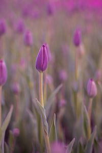 Preview wallpaper tulip, bud, purple, flower, dew, wet