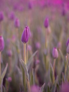 Preview wallpaper tulip, bud, purple, flower, dew, wet