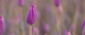 Preview wallpaper tulip, bud, purple, flower, dew, wet