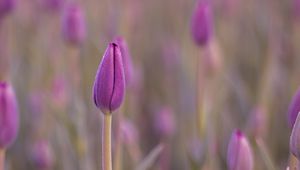 Preview wallpaper tulip, bud, purple, flower, dew, wet