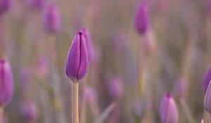 Preview wallpaper tulip, bud, purple, flower, dew, wet