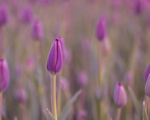 Preview wallpaper tulip, bud, purple, flower, dew, wet