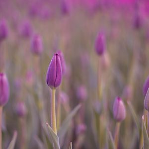 Preview wallpaper tulip, bud, purple, flower, dew, wet