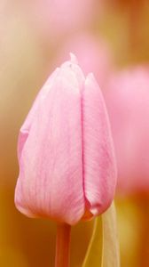 Preview wallpaper tulip, bud, stem