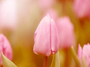 Preview wallpaper tulip, bud, stem