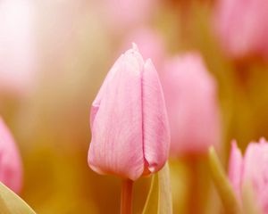 Preview wallpaper tulip, bud, stem