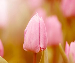 Preview wallpaper tulip, bud, stem