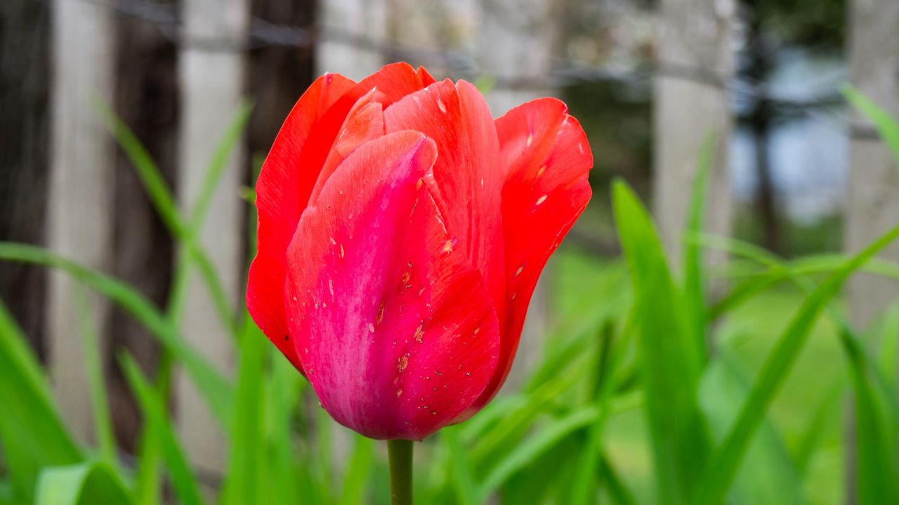 Wallpaper tulip, bud, stem, red