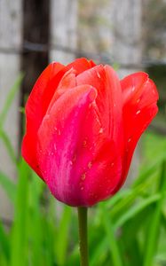 Preview wallpaper tulip, bud, stem, red