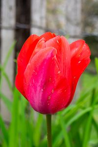 Preview wallpaper tulip, bud, stem, red