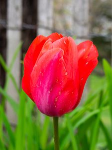 Preview wallpaper tulip, bud, stem, red