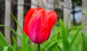 Preview wallpaper tulip, bud, stem, red